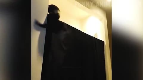 When Cats Go Wild: A Feline Frenzy of Fun😹