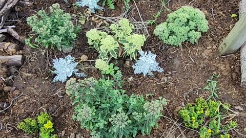 Overview of a Sedum Bed being deployed into a difficult to work area