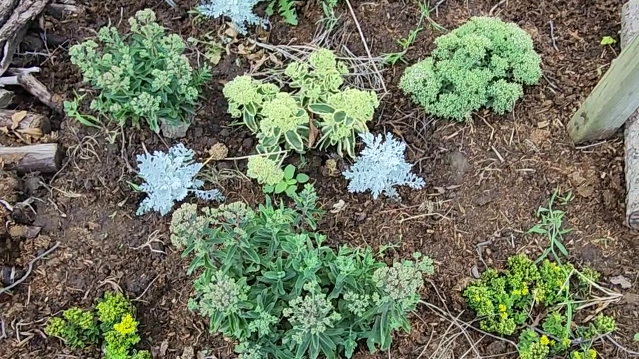 Overview of a Sedum Bed being deployed into a difficult to work area