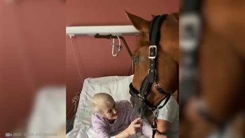 The Most Emotional Animal Reunion Ever 🥺 | Love Beyond Time 🐶