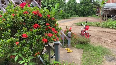 Seyhak Enjoy To Pick Yellow Flower For Our Recipe - Prepare Nutritious Food For Lunch