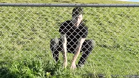 How Animals Get Over a Fence (