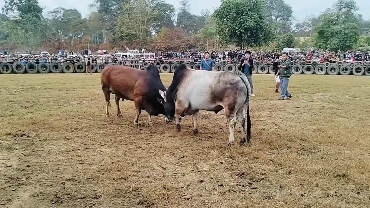 Nyuj Sib Nraus