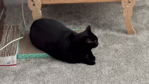 Cute Precious Piper is a Half on Half Off Tuffet Security Guard - Adopting a Cat from a Shelter Vlog