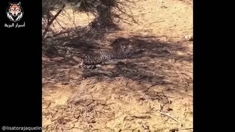 مشاهد صادمة لهجمات الحيوانات على البشر، الفيديو الأكثر مشاهدة على اليوتيوب.