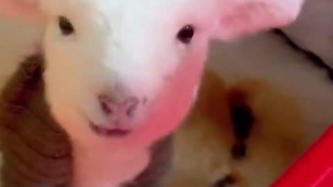 Cutest Baby Lambs Ever! / Miei micuți adorabili – Pentru iubitorii de animale 🐑💛