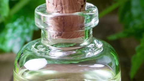 Lemon Balm Uses You Should Know