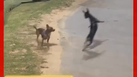 Funny dog
