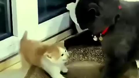 Funny Animals