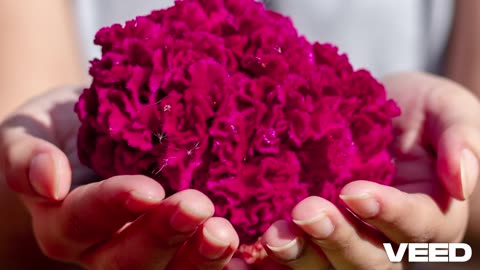 Te robe una flor