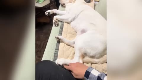 Cats and Dogs Being Hilarious 2026 – Try Not to Laugh Compilation 😹🔥