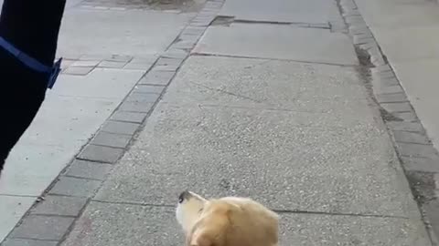 🐶🦙 This Dog's Reaction to an Alpaca is Pawsitively Priceless! | FunFM