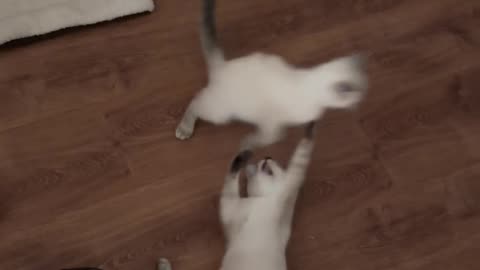 Kitten videos to attract cats #8