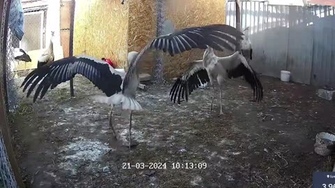 Dancing stork 🥰