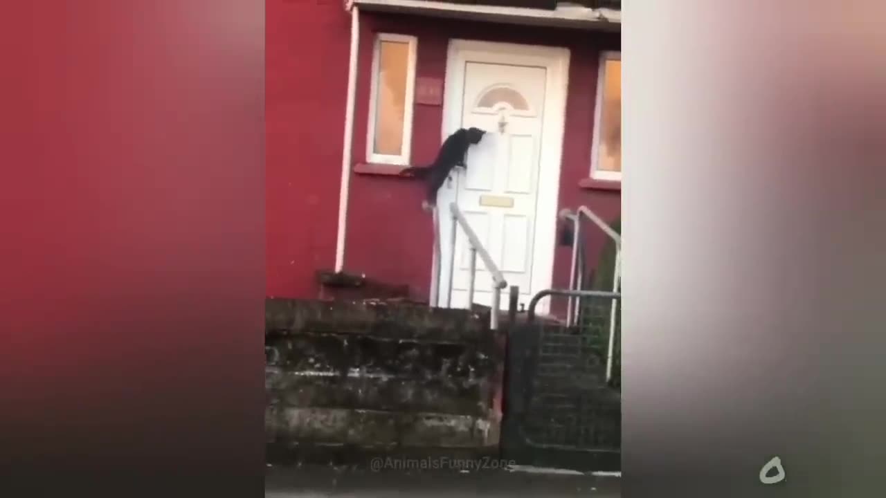 Talented,Hilarious Dogs And Cats