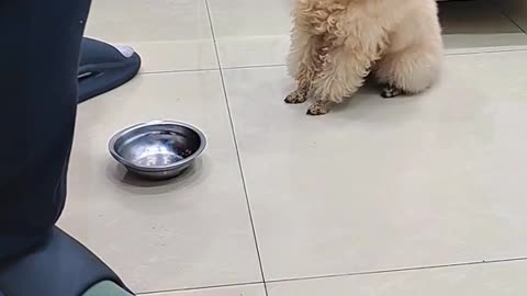 Dog's Comedy Videos 🤣 so cute videos 😍 funny videos 🤣