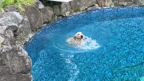 Cute Recovery After Slipping Into Pool