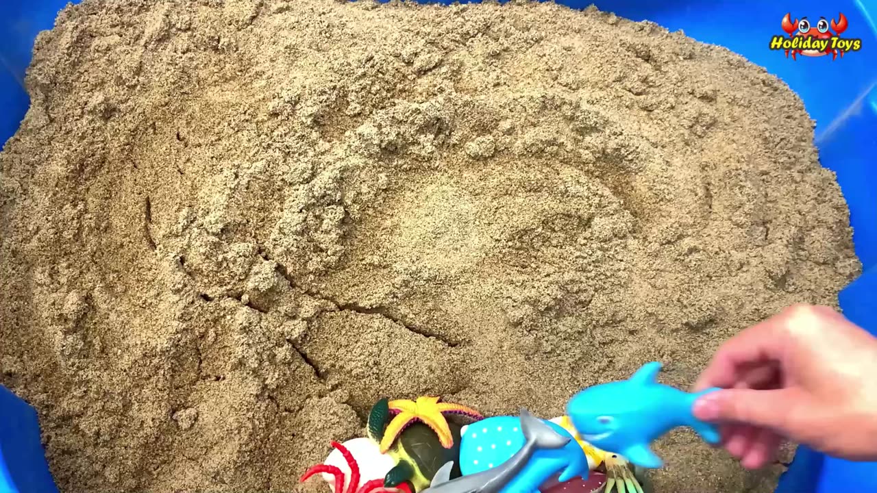 Spider Crabs Full of Dirt and Washed in Big Bucket