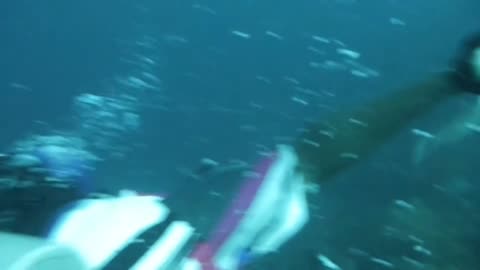 Shark attacking a lion fish