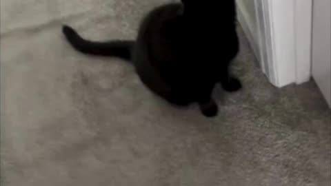 Cute Precious Piper is Guarding the Door - My Adopted Shelter Cat Vlog. #shorts