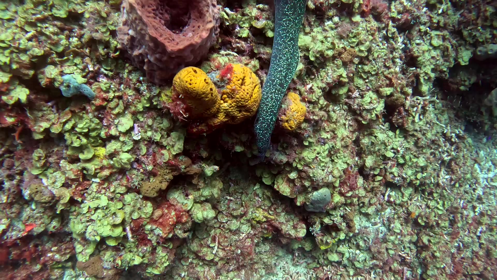 Moray eel scares living daylight out of scuba diver in St. Lucia