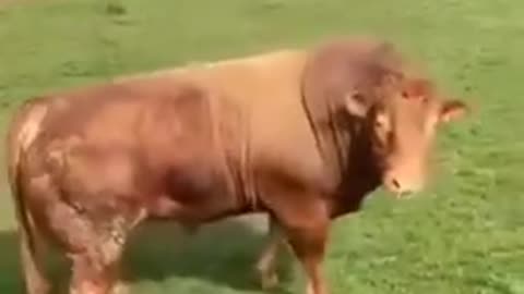 Bull realizing there are cows