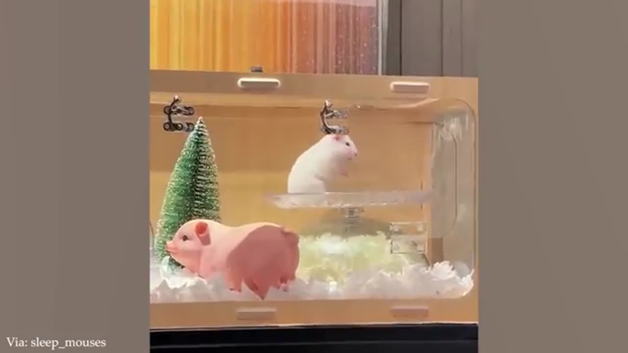Funny Animals
