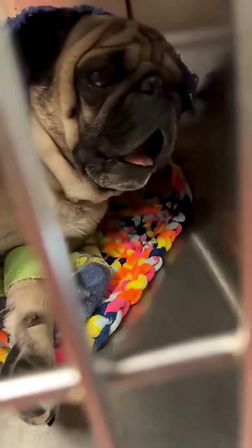 Funny Dog Getting Vaccine Reactions😂😂😂