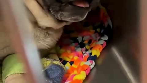 Funny Dog Getting Vaccine Reactions😂😂😂