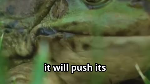 Did You Know? Frogs Can’t Vomit! | Weird Animal Facts