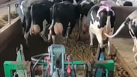 It’s Clean-Up Time for Our Little Calves!