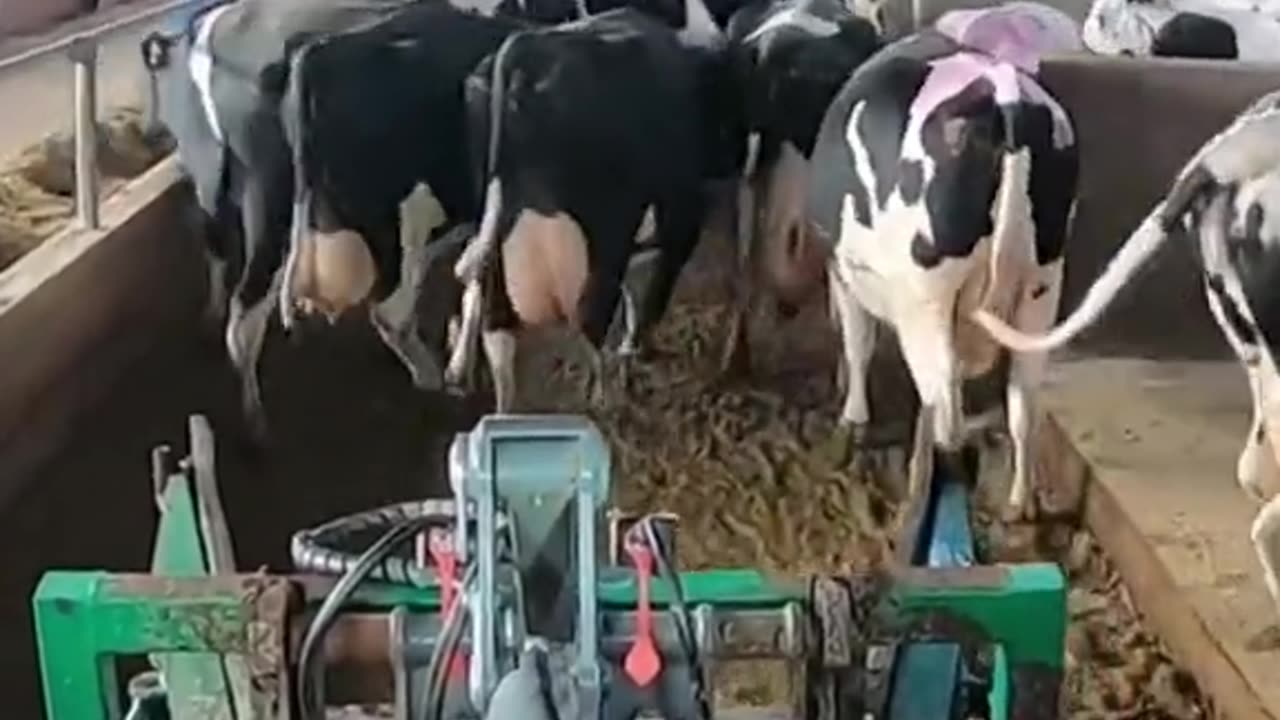 It’s Clean-Up Time for Our Little Calves!