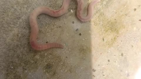 🤯✨ See The Blood Flow in an Earthworm! | FeedMyCuriosity