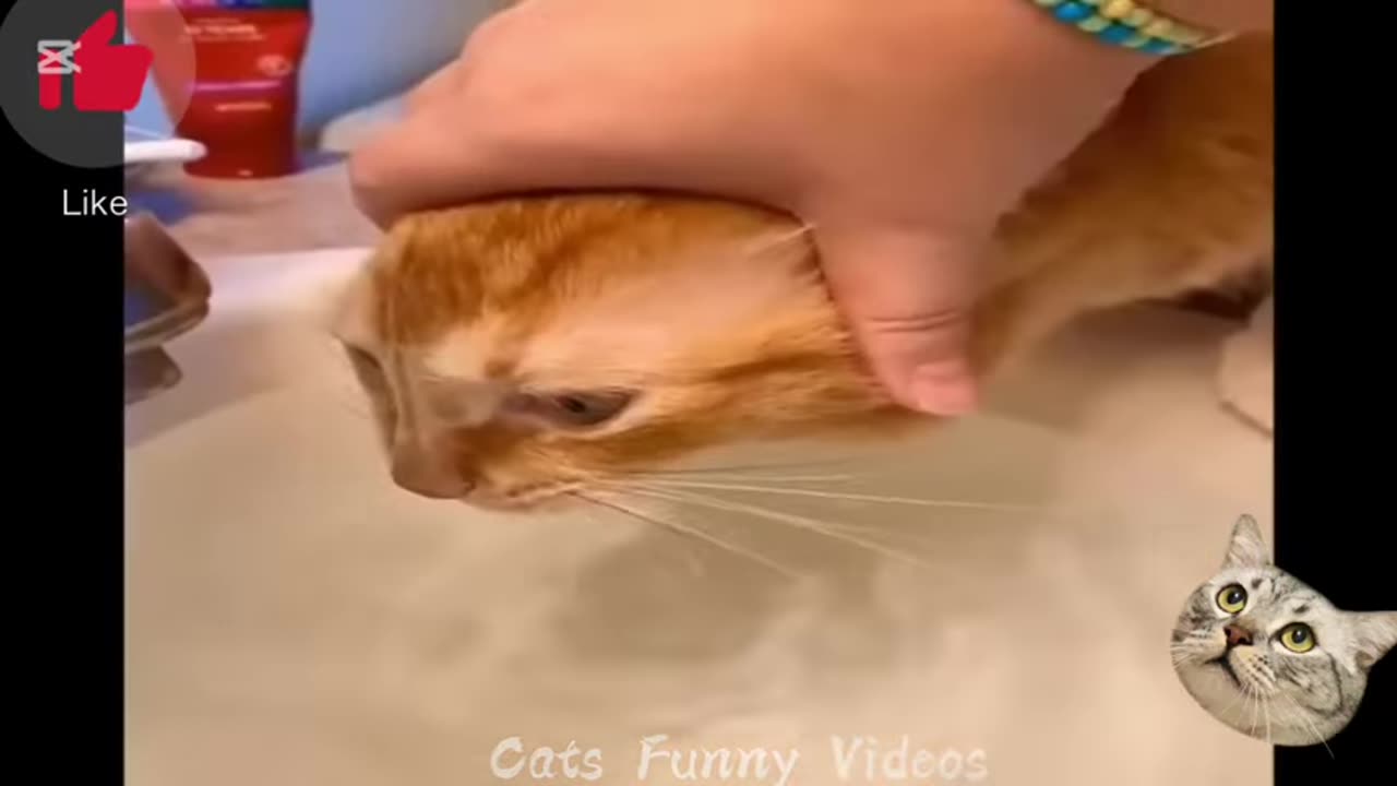 funny dogs and cats videos new funny animals pranks and playful antics unforgettable laughter