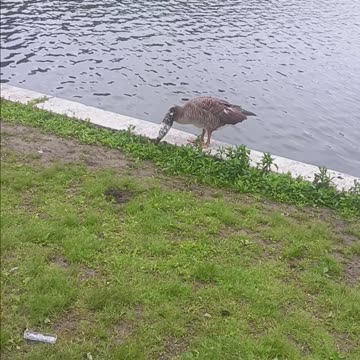 Hybrid goose