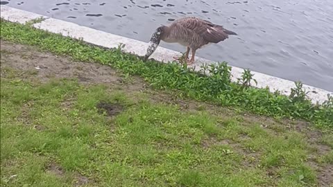 Hybrid goose