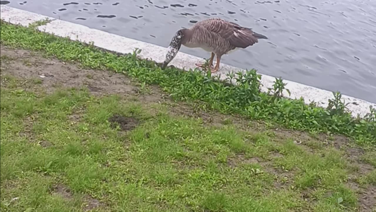 Hybrid goose
