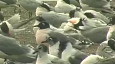 Birds