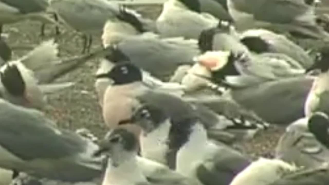 Birds