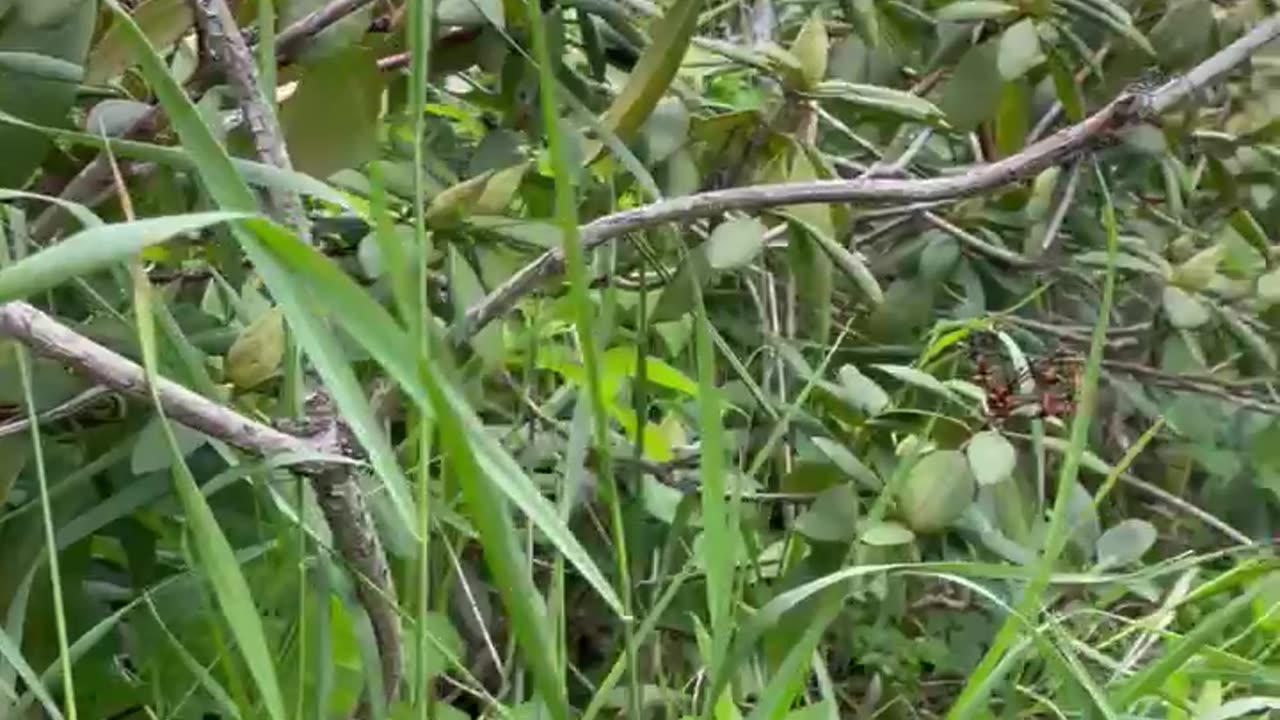 Tiny Babies