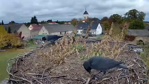 The jackdaw's inability to crack the nut 🥜🦅🙁😕🌪