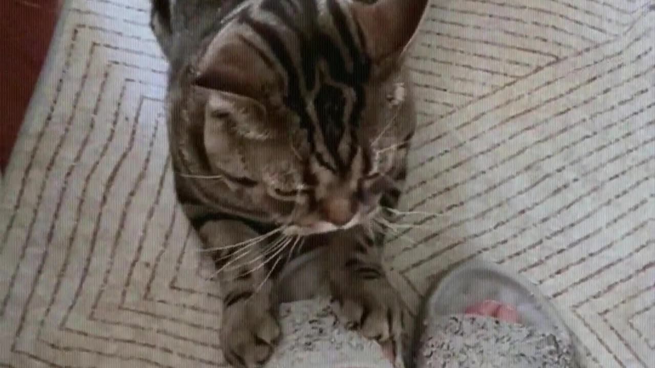 Cat scratching board slippers