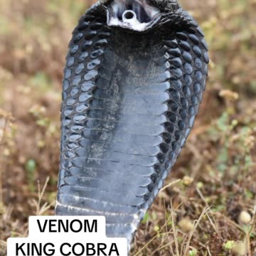 KING COBRA VENOMOUS