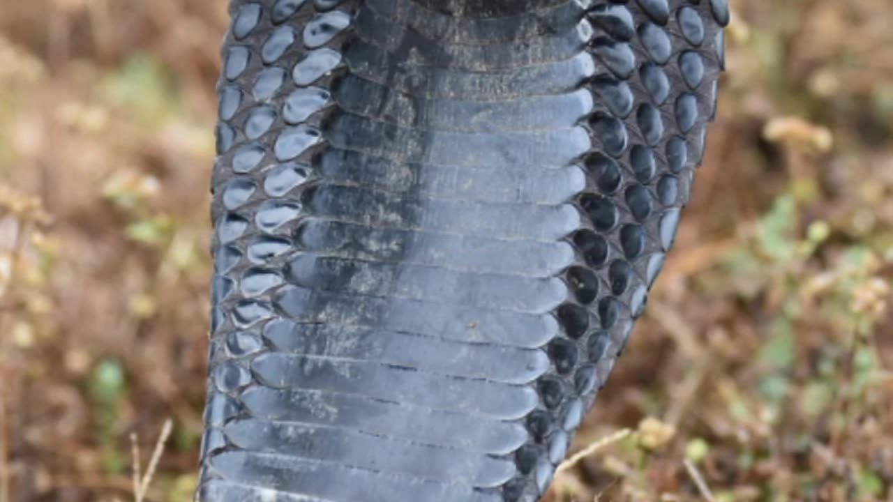 KING COBRA VENOMOUS
