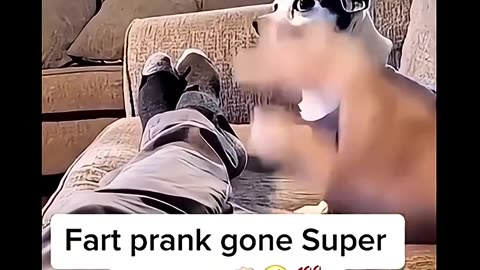 Funny and cute dogs compilation#cute#doglover#doglife#cure#dogshorts#pet#doglife#dogshorts