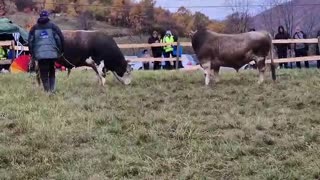 Kiflar vl. Jozo Šimić vs Bikan vl. Almedin Časa Tursum Hrasnice 2025