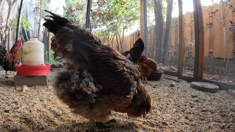 Backyard Chickens In The Morning Continuous Sounds Noises Hens Clucking Roosters Crowing!
