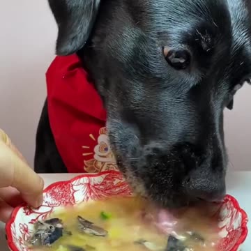 🍼 A big baby that eats everything!