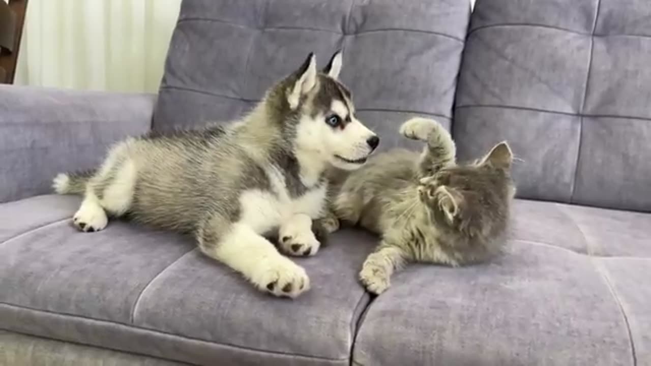 Playful cats