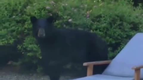The bear was able to leave peacefully! 🐻